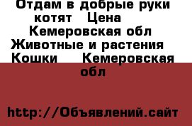   Отдам в добрые руки котят › Цена ­ 1 - Кемеровская обл. Животные и растения » Кошки   . Кемеровская обл.